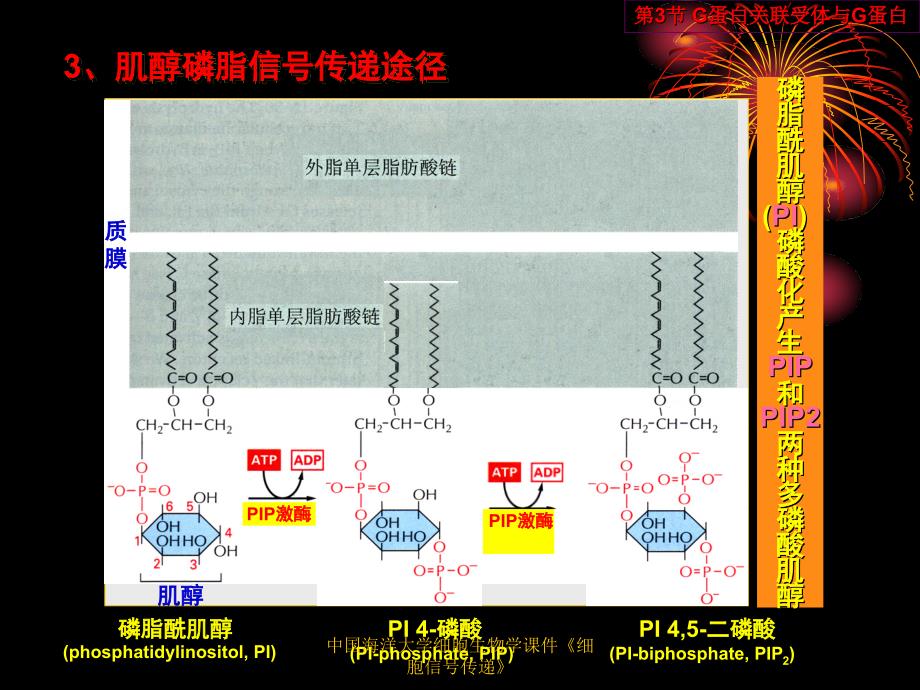 中国海洋大学细胞生物学课件细胞信号传递_第3页