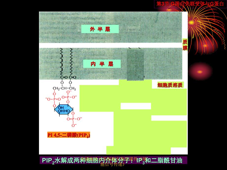 中国海洋大学细胞生物学课件细胞信号传递_第4页