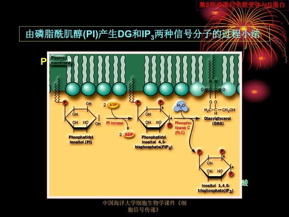 中国海洋大学细胞生物学课件细胞信号传递_第5页