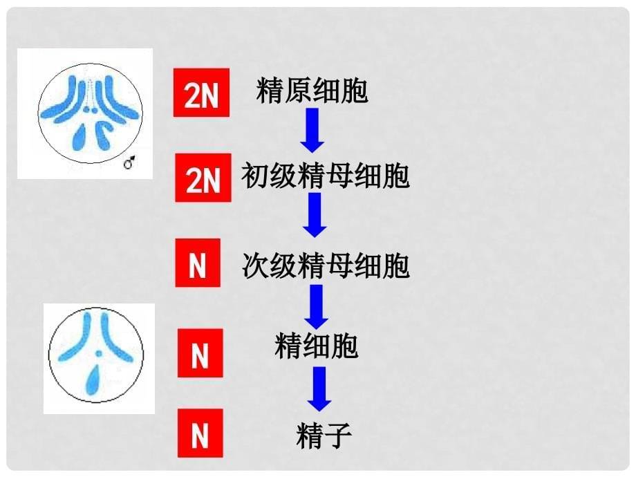 贵州省北师大贵阳附中高二生物必修二《2.1减数分裂》课件二_第5页