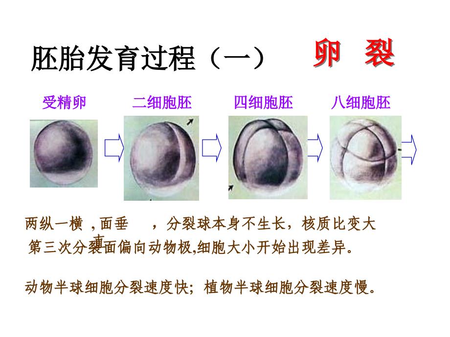 动物的个体发育09_第4页