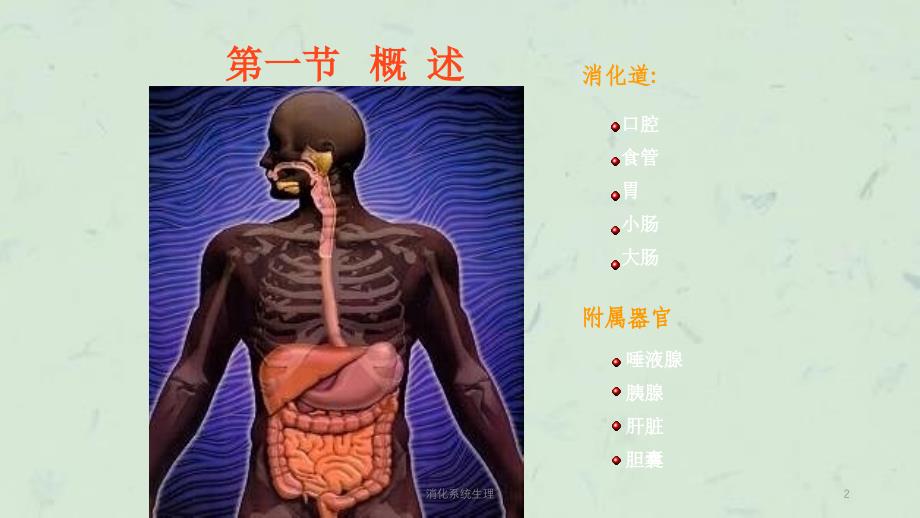 消化系统生理课件_第2页