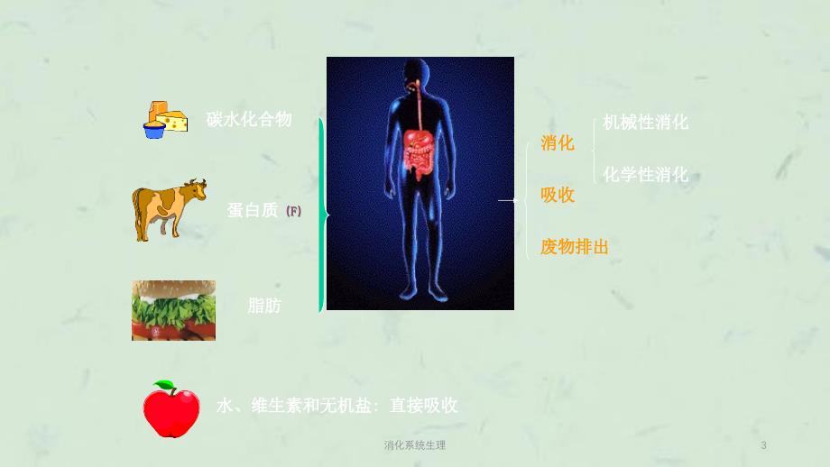 消化系统生理课件_第3页