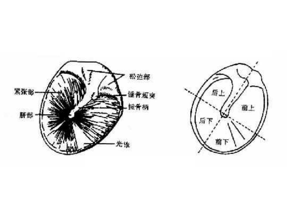 第六篇-第二章-耳的检查课件_第5页