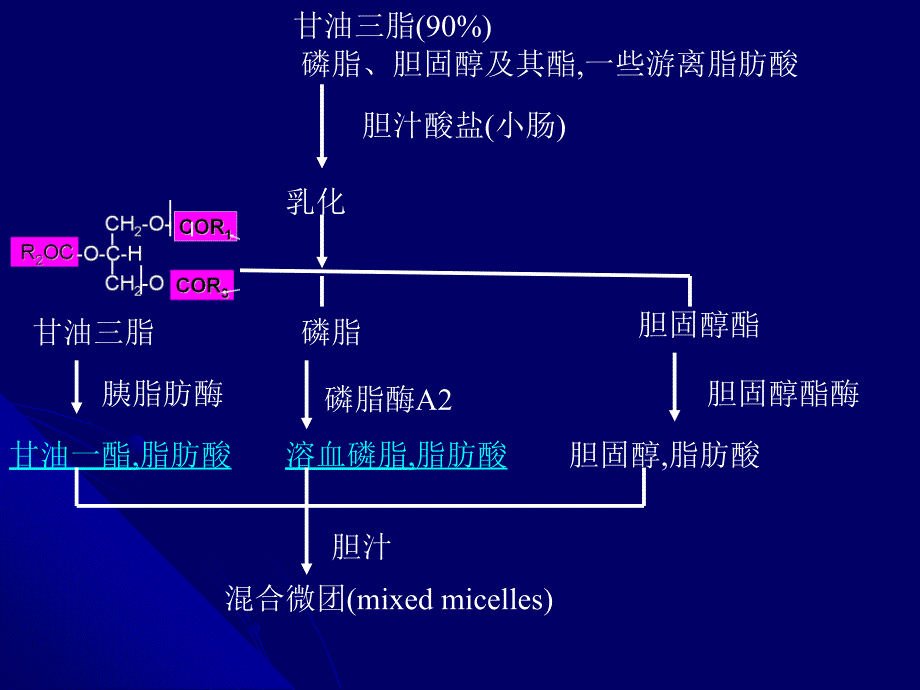 《生物化学脂类代谢》PPT课件_第3页