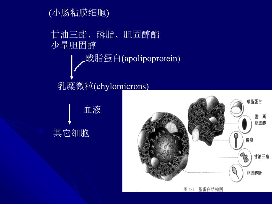 《生物化学脂类代谢》PPT课件_第4页