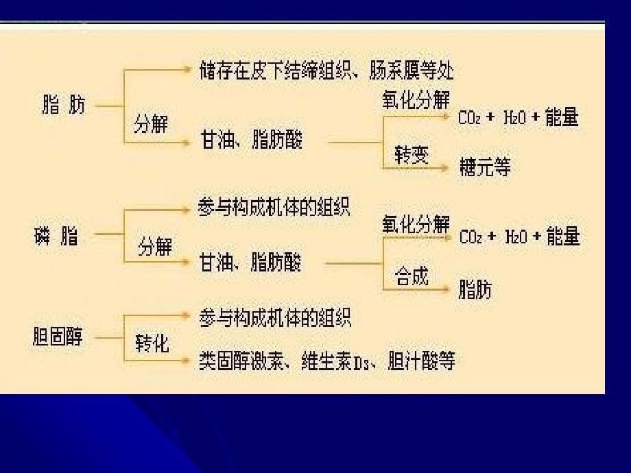 《生物化学脂类代谢》PPT课件_第5页