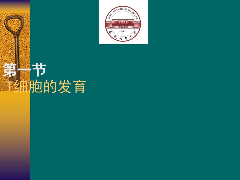 免疫学 第8章 T细胞发育、活化、分化与效应机制_第3页