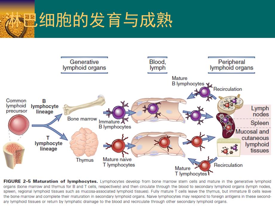 免疫学 第8章 T细胞发育、活化、分化与效应机制_第4页