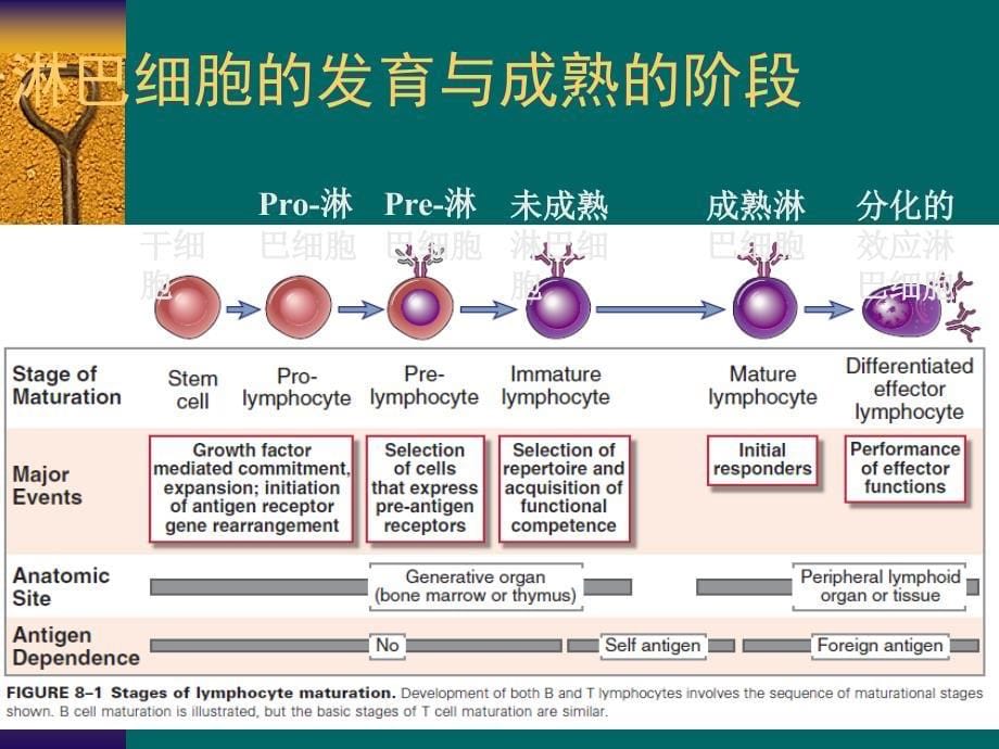 免疫学 第8章 T细胞发育、活化、分化与效应机制_第5页