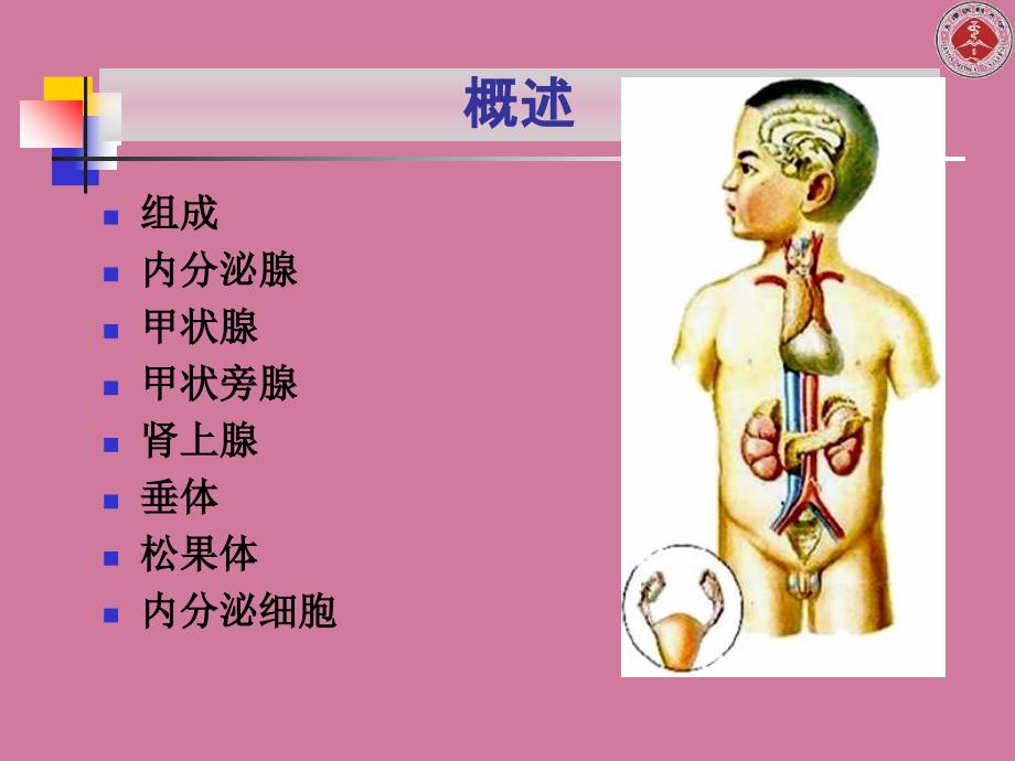 组织学与胚胎学第13章内分泌系统ppt课件_第3页