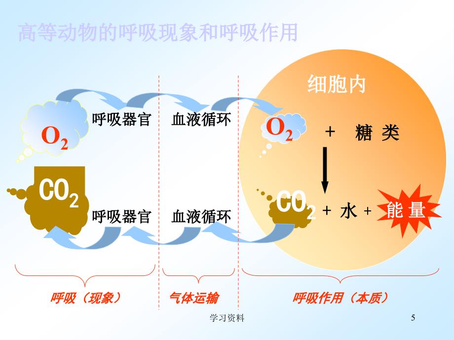 ATP的主要来源——细胞呼吸ppt#学习资料_第4页