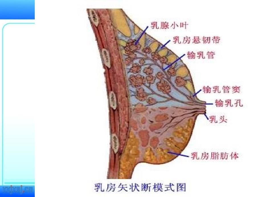 乳腺疾病的超声诊断_第4页