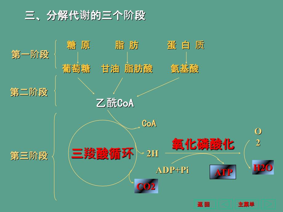 羧酸循环和能量代谢ppt课件_第3页