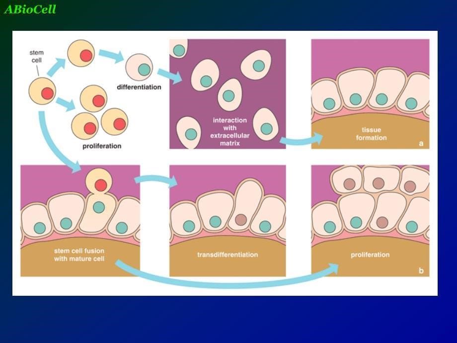 细胞融合与单克隆抗体.ppt_第5页