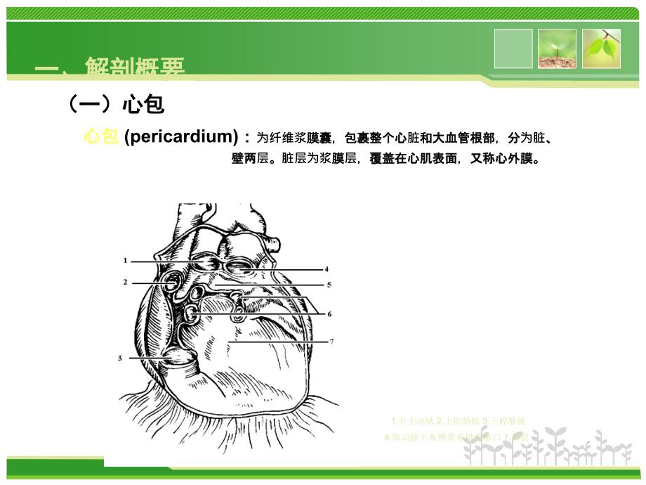 心脏彩超操作_第3页