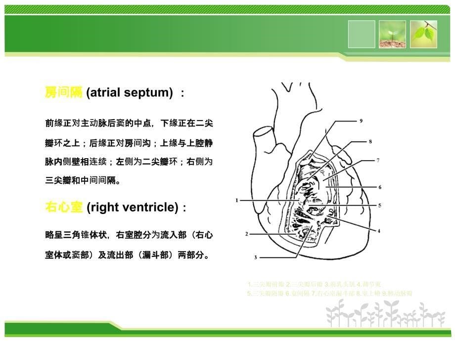 心脏彩超操作_第5页