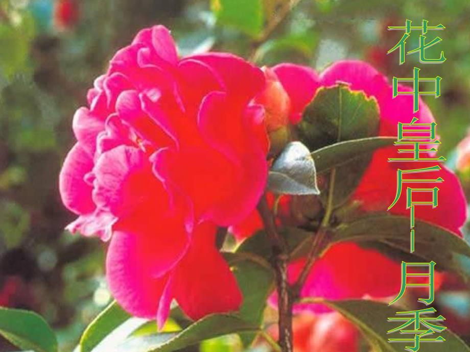 323开花和结果_第4页