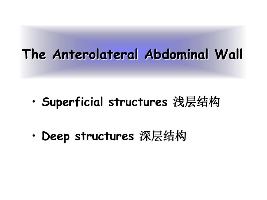 《局部解剖学》英文课件：Anterolateral Abdominal Wall_第2页