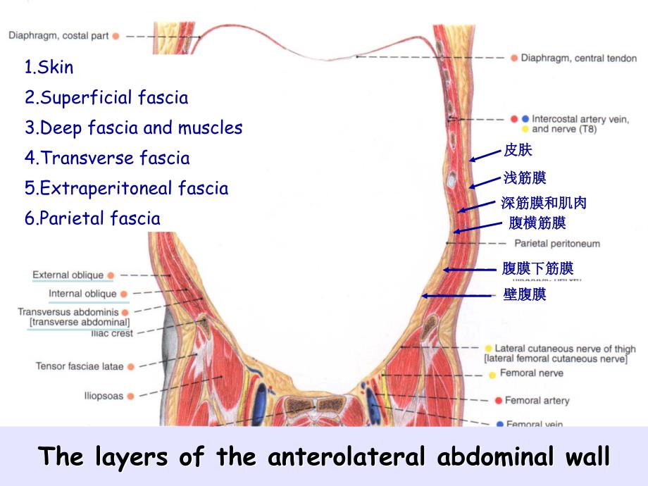 《局部解剖学》英文课件：Anterolateral Abdominal Wall_第3页