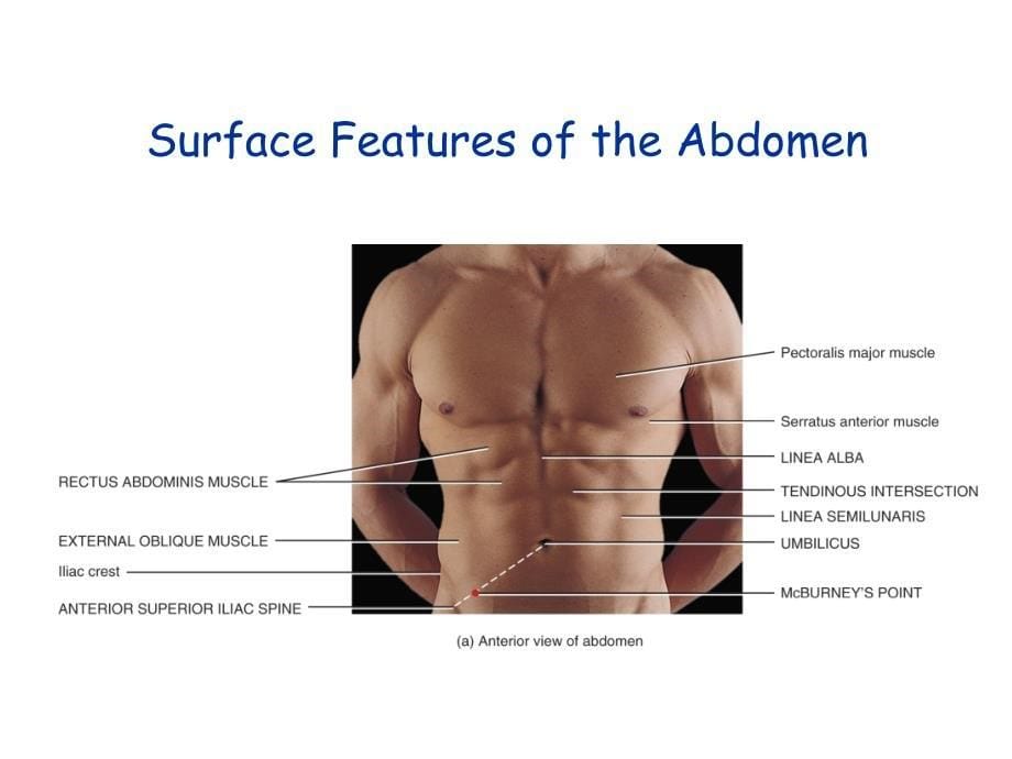 《局部解剖学》英文课件：Anterolateral Abdominal Wall_第5页