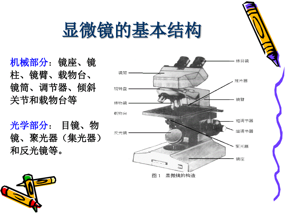 油镜使用和细菌基本形态特殊结构_第4页