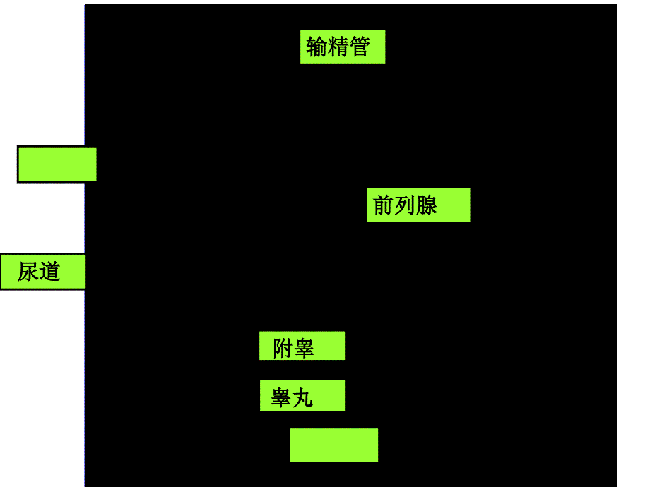 苏教版七年级生物下册期中复习ppt_第1页