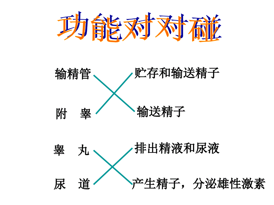 苏教版七年级生物下册期中复习ppt_第3页