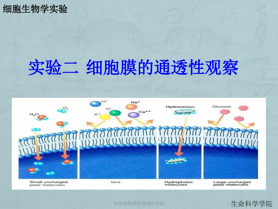 实验细胞膜的通透性实验课件_第1页