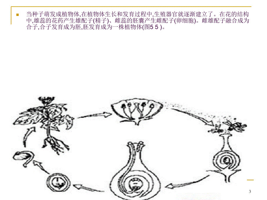 种子植物的有性生殖和发育ppt课件_第3页