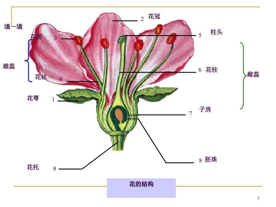 种子植物的有性生殖和发育ppt课件_第5页