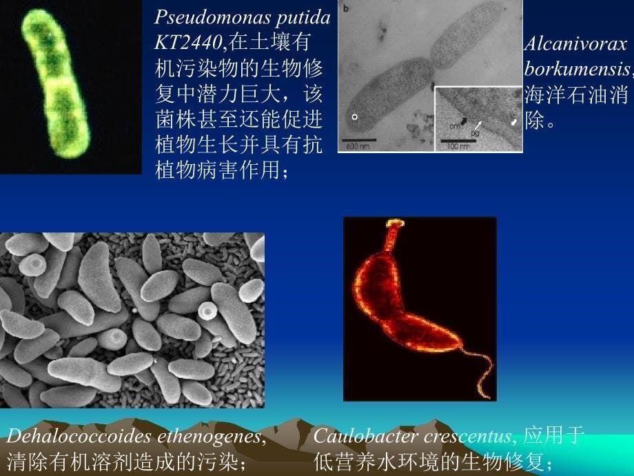 微生物生态学分子微生物生态学研究热点_第5页