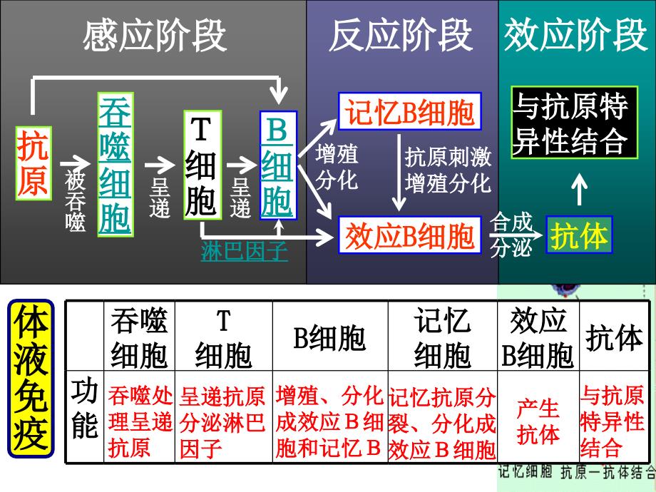 人体的第三道防线：体液免疫和细胞免疫的过程.ppt_第3页