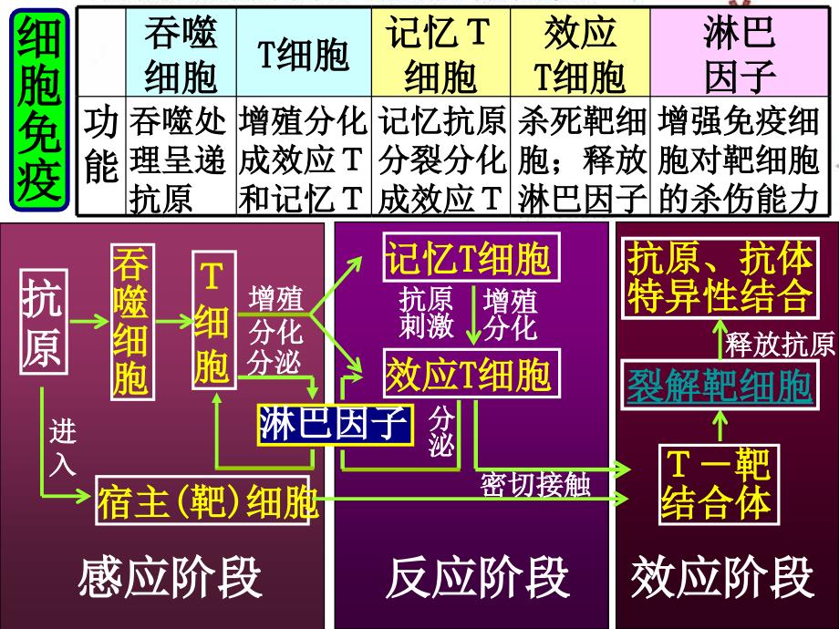 人体的第三道防线：体液免疫和细胞免疫的过程.ppt_第4页