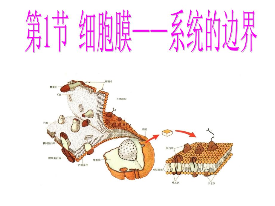 第1节细胞膜系统的边界30张PPT_第1页