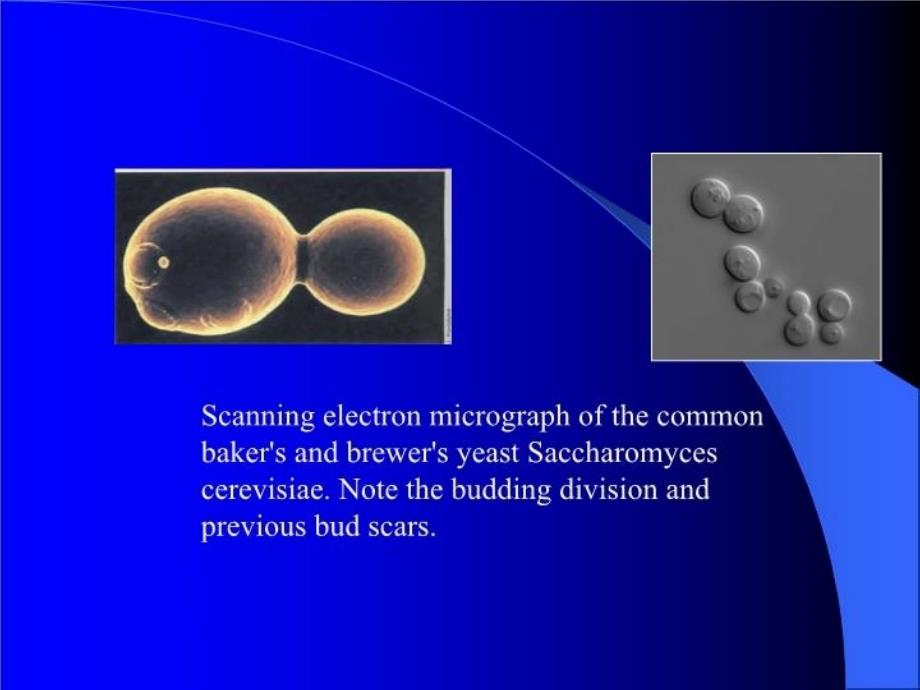 最新实验一a酵母菌的形态观察PPT课件_第3页