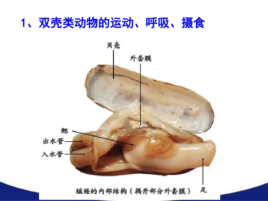 软体动物和节肢动物课堂PPT_第4页