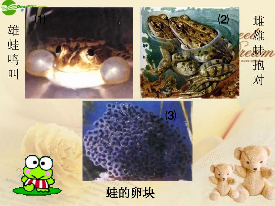 八年级生物上册两栖动物的生殖和发育课件济南版_第1页