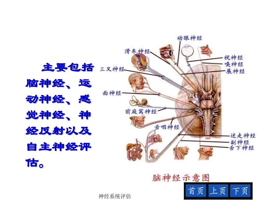 神经系统的评估_第3页