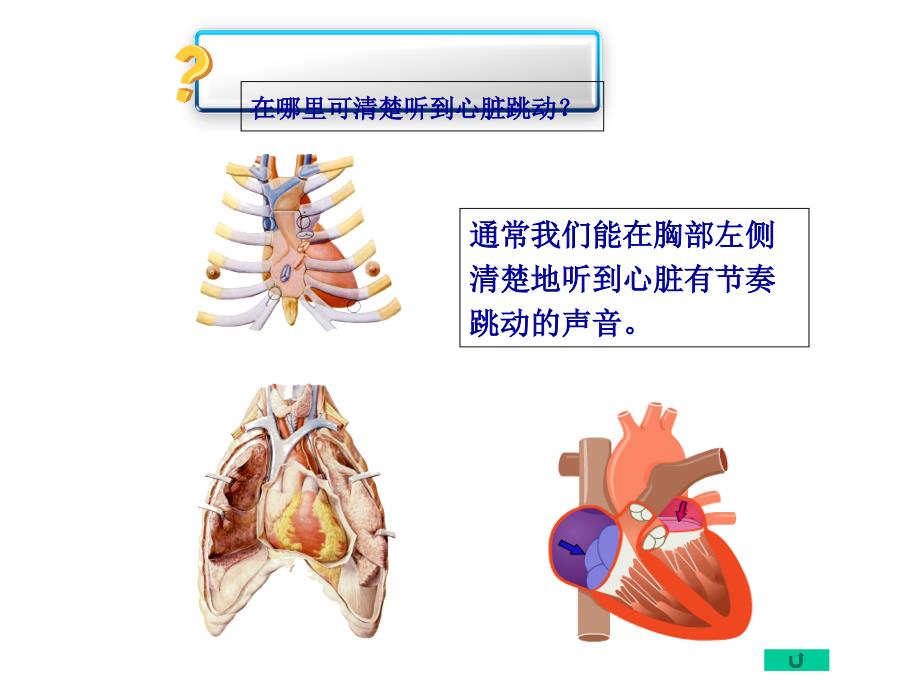 第一篇第三章儿童循环系统的结构功能及发育》课件_第4页