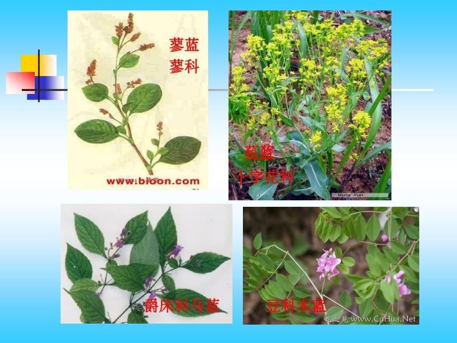 《色素植物资源》PPT课件.ppt_第5页