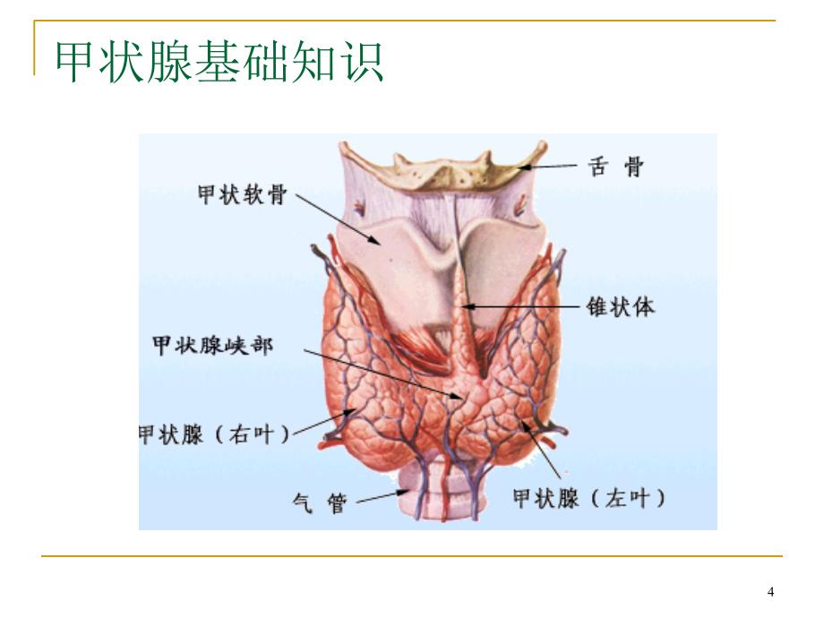 甲状腺基础及常见甲状腺病的治疗优秀课件_第4页