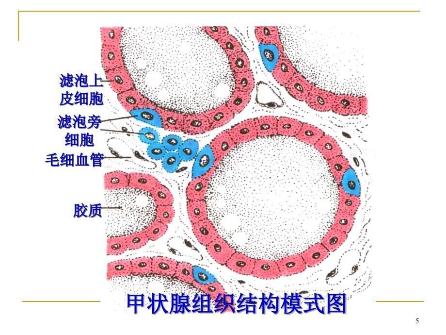 甲状腺基础及常见甲状腺病的治疗优秀课件_第5页