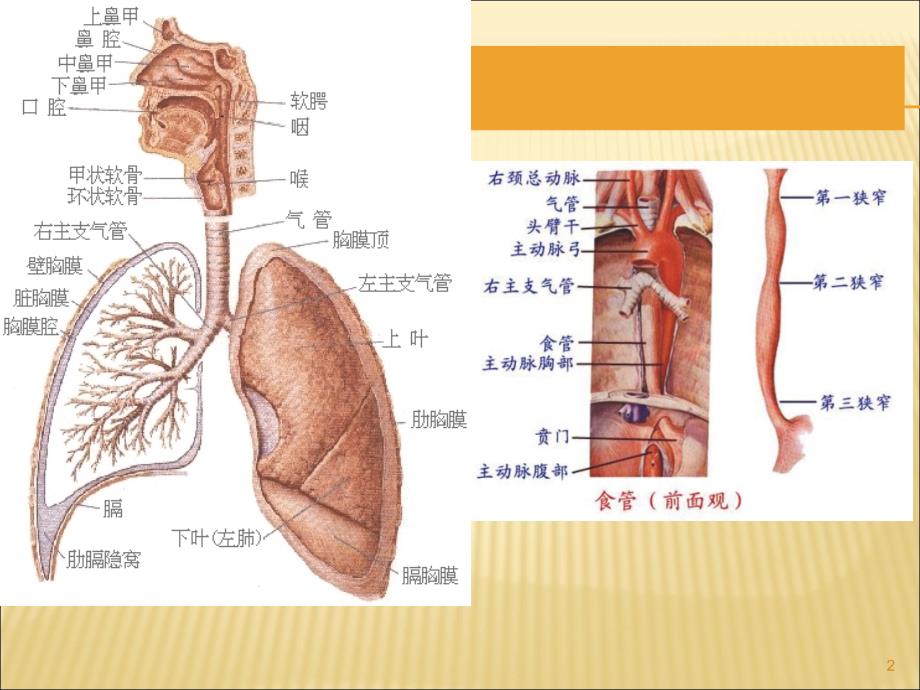 噎食及噎食后急救ppt课件_第2页