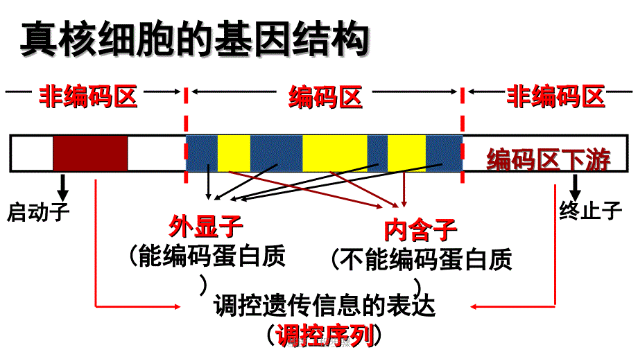 最新基因工程步骤_第2页