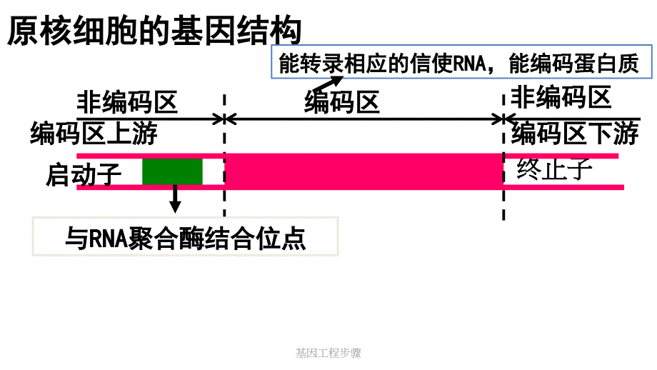 最新基因工程步骤_第4页