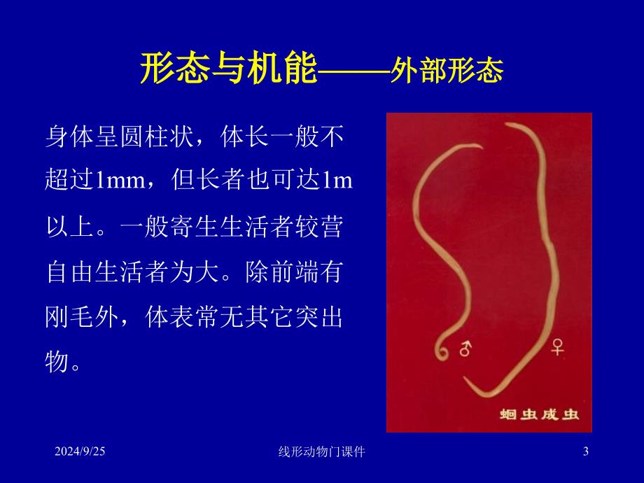 线形动物门课件_第3页