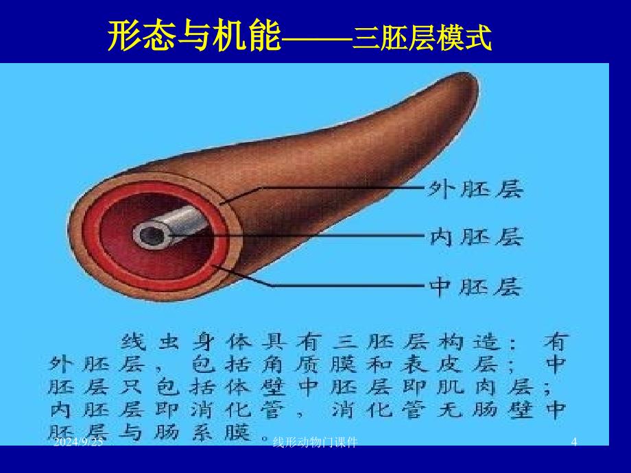 线形动物门课件_第4页