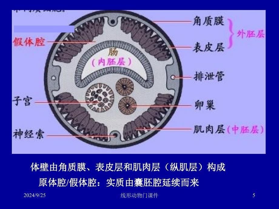 线形动物门课件_第5页