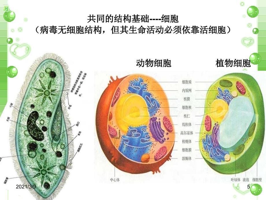 高中生物必修1绪论_第5页